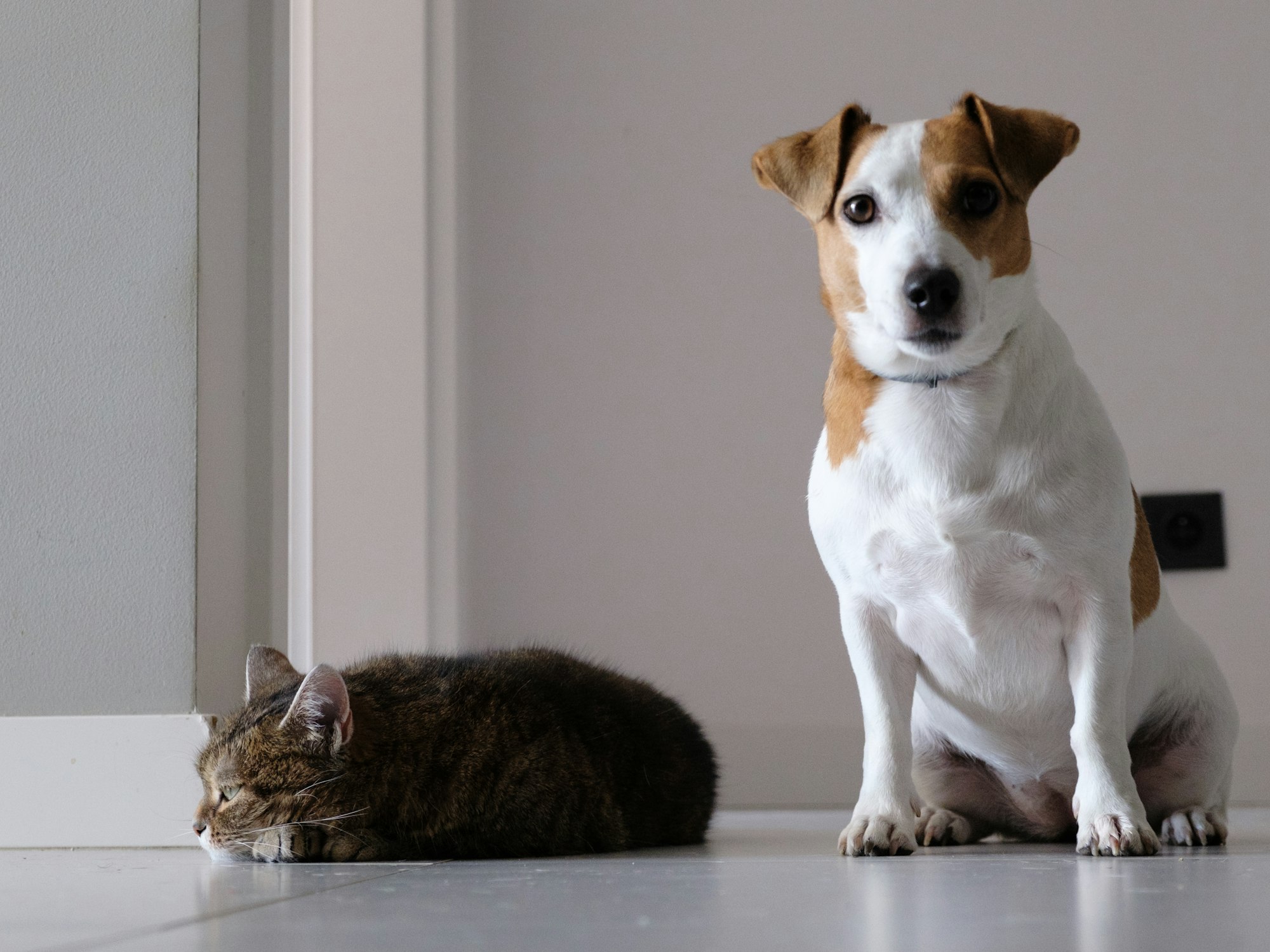 Chú chó Jack Russell ngồi cạnh chú mèo đang nằm nghỉ